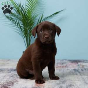 Bouncer, Chocolate Labrador Retriever Puppy